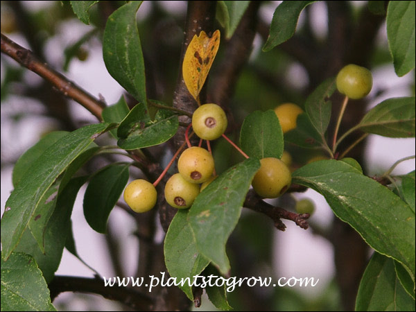 Lancelot Ornamental Crabapple